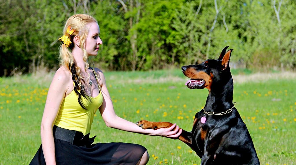 20 Tips for Your Dog Training - My Linktree